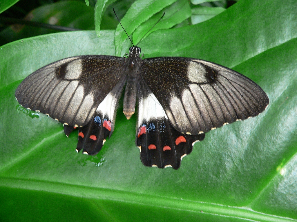 074 Kuranda Butterfly Sancturary.jpg